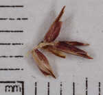 Blue Ridge sedge